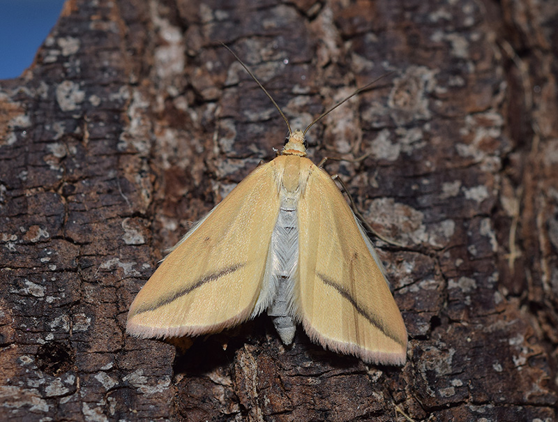 Una falena molto comune: Rhodometra sacraria, Geometridae